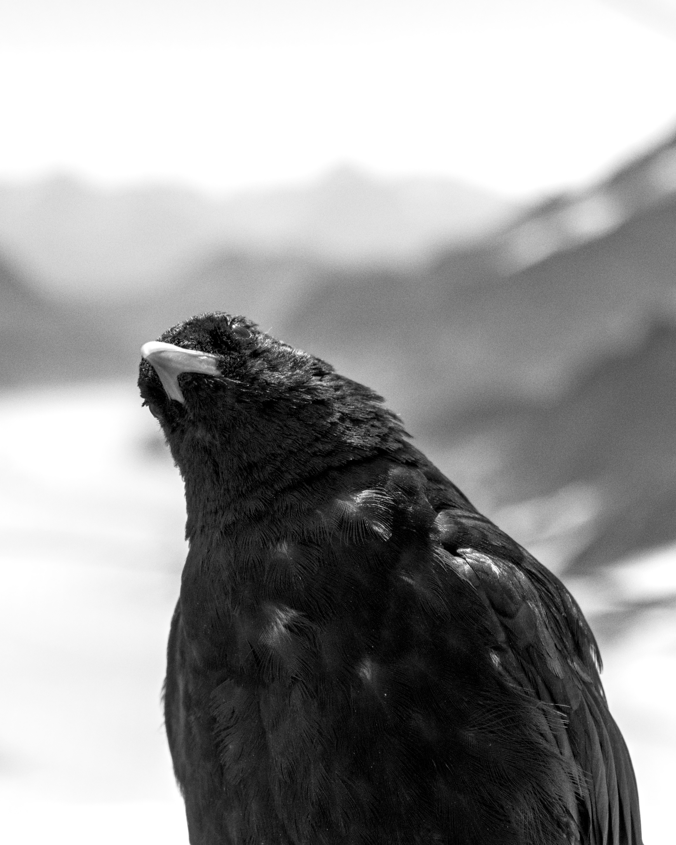A black and white shot of an Alpine Chough close-up. The bird is straight on to the camera, but it is tilting to it's right and has it's head cocked to the right as well. The background is out of focus mountains either side of a glacier hidden behind the bird that is the subject of the photo.
